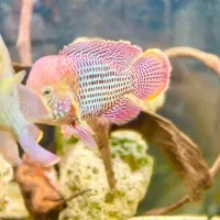 ۱۴ عدد ماهی