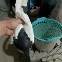 کفتر ماده خال