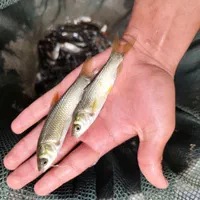 کپور امور اصلاح نژاد شده تاتار|ماهی|همدان, |دیوار