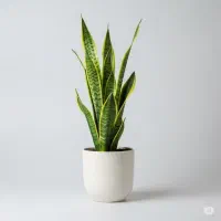 تعویض خاک و خدمات گیاهان در منزل با ضمانت اقساط