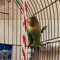 عروس هلندی وطوطی کوتوله|پرنده|مشهد, یاس|دیوار