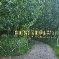 سود دهی بالا در قلب جنگل|فروش خانه و ویلا|صباشهر, |دیوار