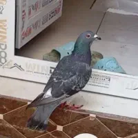 کبوتر پلاکی نر