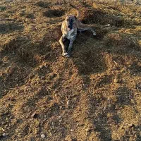 توله سرابی نه ماهه