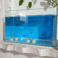 ماهی گوپی مولی