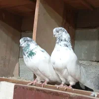 کبوتر نوک ریز نوک قنار