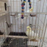 عروس هلندی نرو ماده  سخنگو