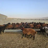 نیازمند چوپان، چوپون، کار در دامداری