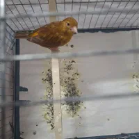 قناری ماده آماده