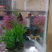 فروش آکواریوم شیشه خم کوچک