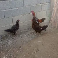 تخم لاری|حیوانات مزرعه|گمیشان, |دیوار