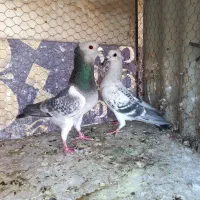 ۴ جفت سبز کاکلی. آلمانی. پشت سبز|پرنده|بیرجند, |دیوار