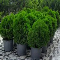 کاج لامیس|گل و گیاه طبیعی|رشت, یخسازی|دیوار