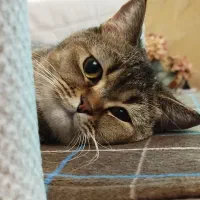 گربه نر بریتیش