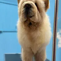 چاچاو|سگ|کرمان, |دیوار