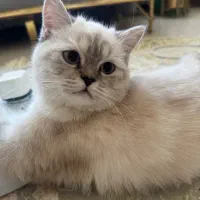 گربه بریتیش|گربه|شیراز, معالی‌آباد|دیوار