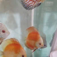 ماهی دیسکس|ماهی|اندیشه, شهرک مریم|دیوار