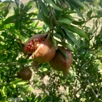 باغ ۱۰۰۰متری درمزرعه شهدا