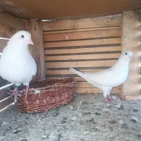 کبوتر کفتر|پرنده|گلستان (تهران), |دیوار