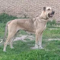 سگ سرابی ماده بی‌نظیر