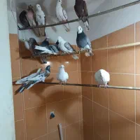 کفتر تهرانی پرشی|پرنده|شهریار, شهرک وائین|دیوار