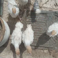 جوجه بوغلمون یکروزه ۸۰عدد