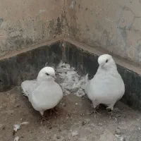 کبوتر