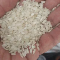 برنج‌کامفیروزی‌اصل‌