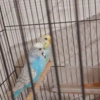 مرغ عشق بهترین نژاد