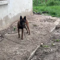 سگ مالینویز|سگ|بروجرد, |دیوار