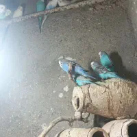 فروش مرغ عشق یکجا|پرنده|نگین شهر, |دیوار