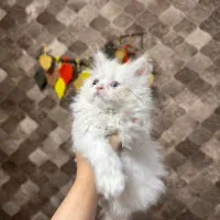 گربه
