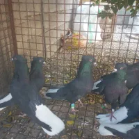 کبوتر سیاه دم سفید|پرنده|بهبهان, |دیوار