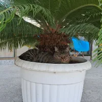 باغ در فیرورق