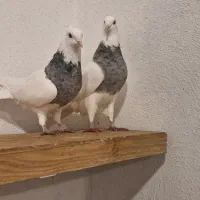 طوقی دونه ای هفتصد|پرنده|یاسوج, |دیوار