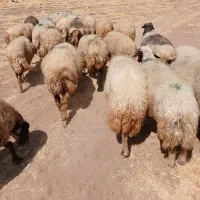 میش داشتی .گوسفند. شک