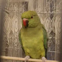 ملنگو ماده ۳ ساله نیمه رام