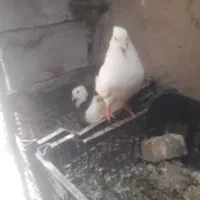کبوتر کبوتر