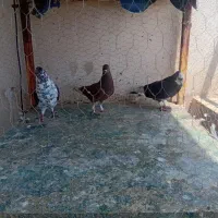 کبوتر رنگی و پرشی