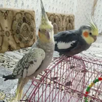 عروس هلندی نر و ماده