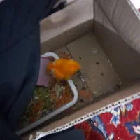 جوجه رنگی سر و حال