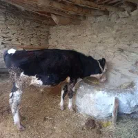 گوساله نر