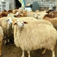 گوسفند کمر پر گوشتی بره جوون نذری عقیقه مصرف خونه
