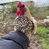 خروس سیبرایت