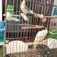 فروش عروس هلندی مولد|پرنده|تهران, شهرک رضویه|دیوار