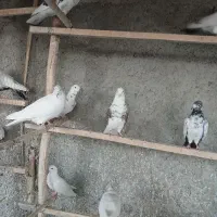 کفتر‌پرشی|پرنده|گیان, |دیوار