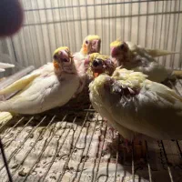 طوطی عروس سرلاکی