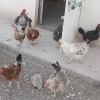۳ تا مرغ و یه دونه خروس چهل تاج