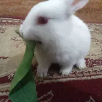 خرگوش کوچک|موش و خرگوش|شادگان, |دیوار