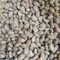 لوبیا چیتی محصول لرستان